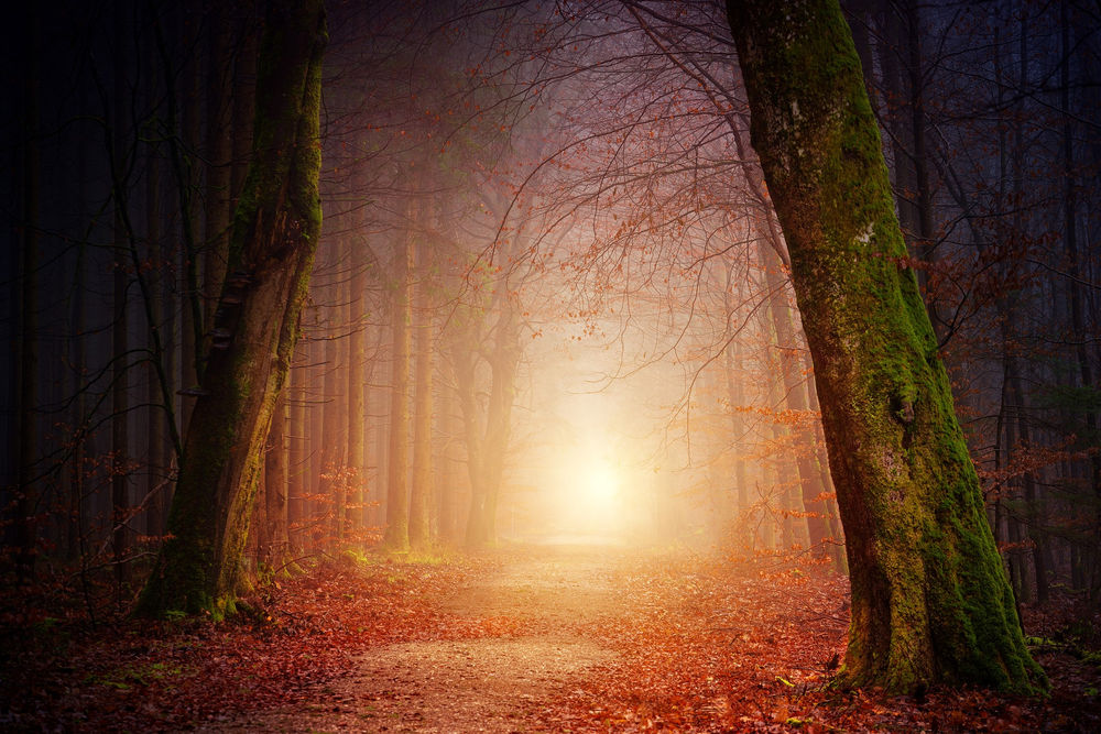 Le blues hivernal s'apparente à la tristesse de la forêt brumeuse d'automne.